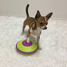 Dog Treat Maze - Nina Ottosson - Livello 2